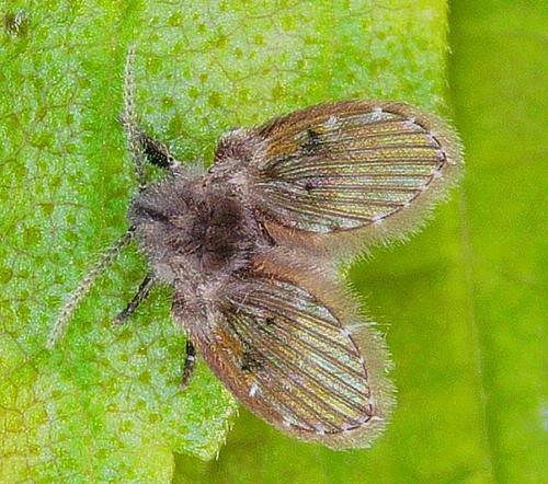 Réf. 344 130 : Clogmia albipunctata