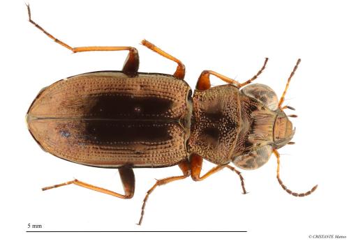 Réf. 344 317 : Notiophilus rufipes