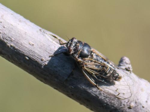 Cicadatra atra