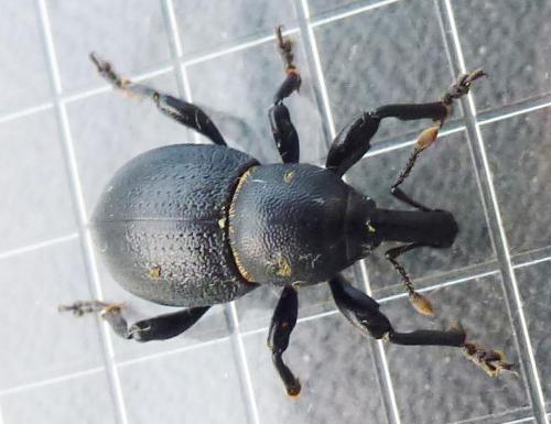 Liparus coronatus