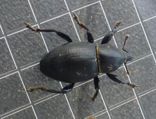 Liparus coronatus