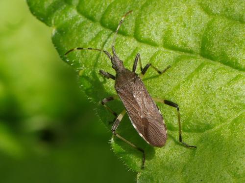 Dicranocephalus albipes