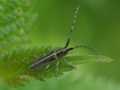 Agapanthia cardui
