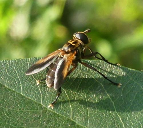Trichopoda pictipennis