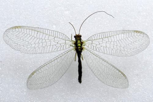 Réf. 344 973 : Chrysopa walkeri