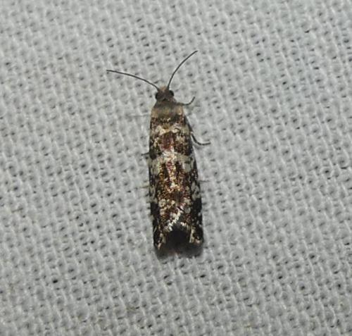 Réf. 344 192 : Epinotia tedella