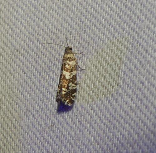 Réf. 344 193 : Epinotia tedella