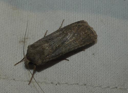 Réf. 344 194 : Agrotis segetum