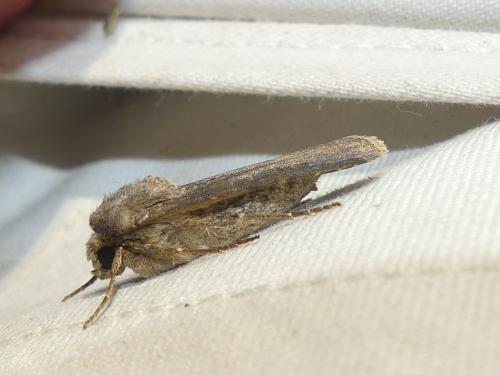 Réf. 344 195 : Agrotis segetum