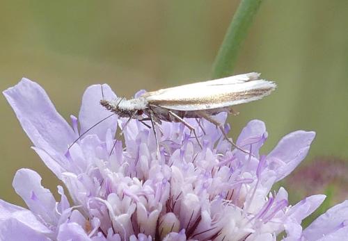 Pleurota sp.