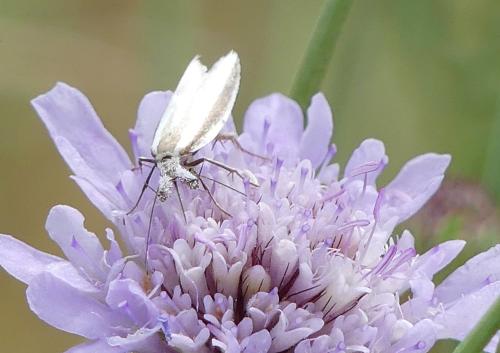 Pleurota sp.
