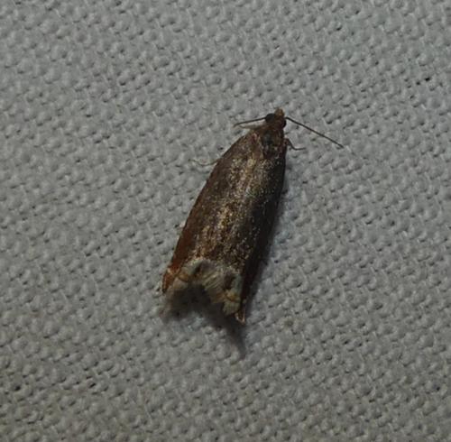 Ancylis selenana