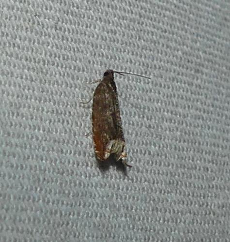 Ancylis selenana