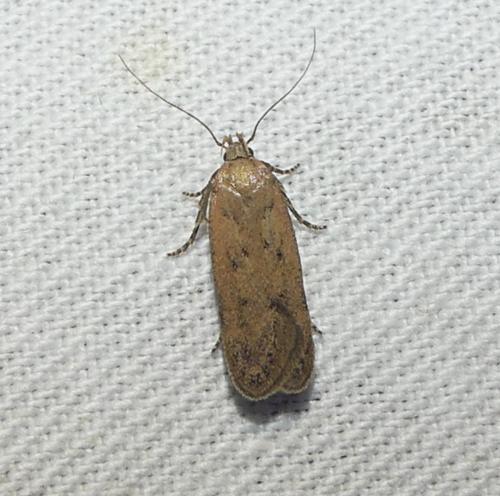 Bryotropha sp.