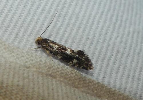Réf. 344 336 : Nemapogon sp.