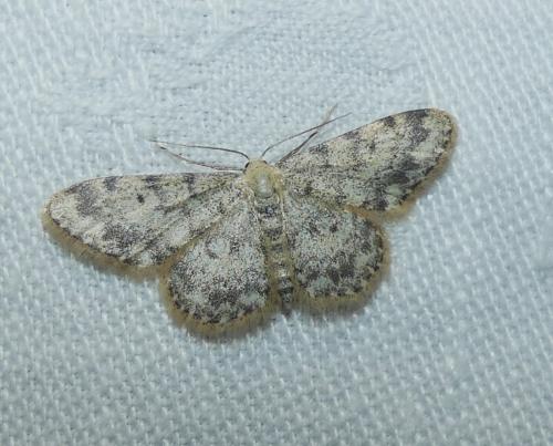 Réf. 344 338 : Idaea contiguaria