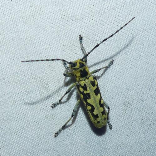 Réf. 344 316 : Saperda scalaris