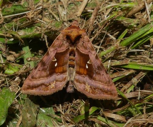 Autographa jota