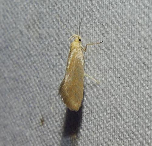 Crassa tinctella