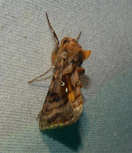 Autographa pulchrina