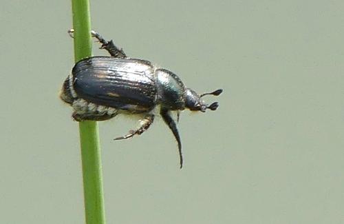 Réf. 344 805 : Anisoplia sp.