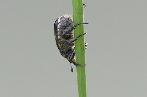 Réf. 344 806 : Anisoplia sp.