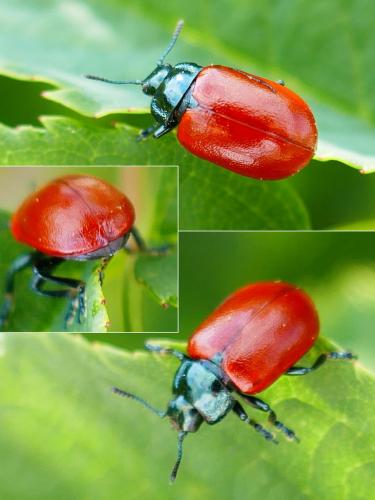 Chrysomela tremula