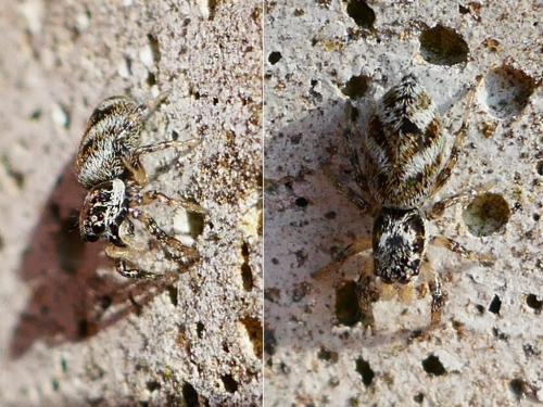 Réf. 344 472 : Salticus sp.