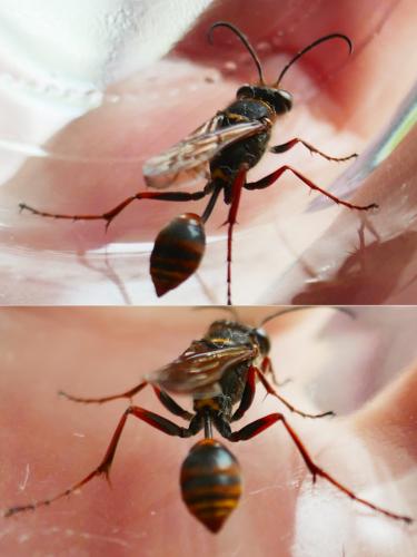 Réf. 344 781 : Sceliphron curvatum