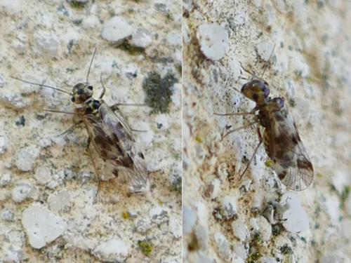 Réf. 344 867 : Blaste quadrimaculata