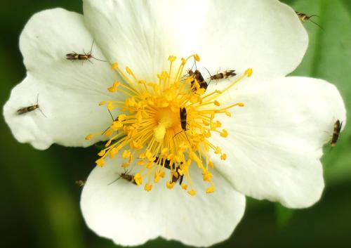 Micropterix aglaella