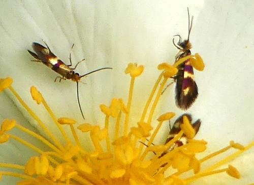 Micropterix aglaella
