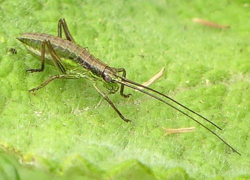 Bradyporinae