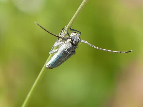 Réf. 344 453 : Opsilia coerulescens