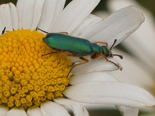 Réf. 344 731 : Cerocoma sp.