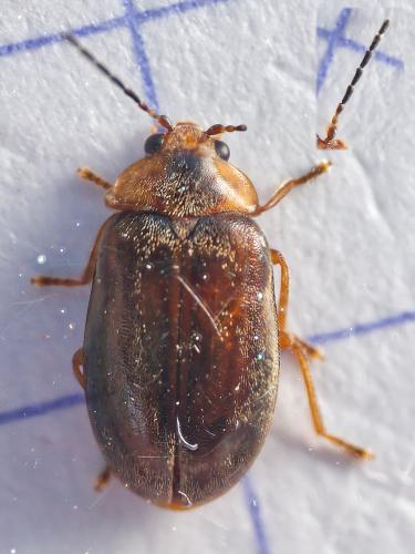 Microcara testacea
