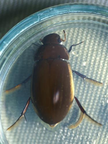 Réf. 344 644 : Hydrochara caraboides
