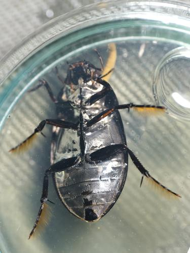 Réf. 344 645 : Hydrochara caraboides
