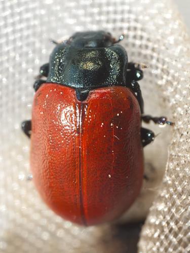 Chrysomela tremula