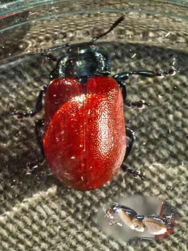Chrysomela tremula