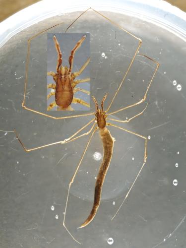 Rhomphaea rostrata