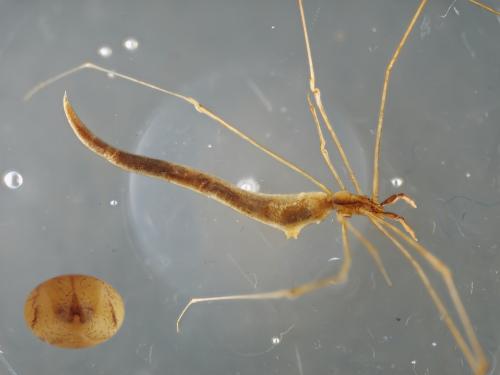 Réf. 344 913 : Rhomphaea rostrata