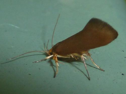 Crassa unitella