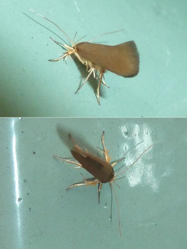 Crassa unitella