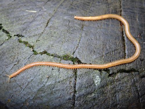 Himantarium gabrielis