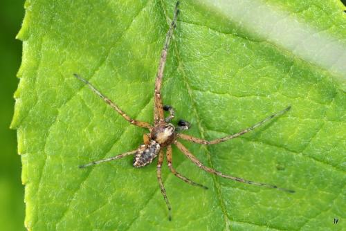 Réf. 344 762 : Philodromus sp.