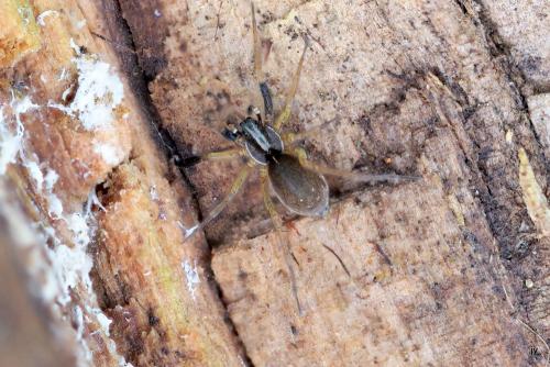 Aulonia albimana