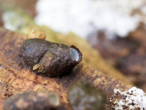 Epicypta sp.