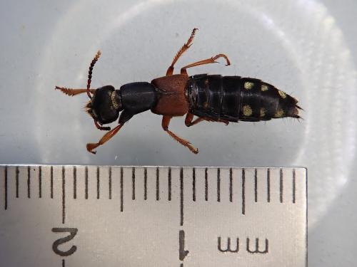 Staphylinus erythropterus