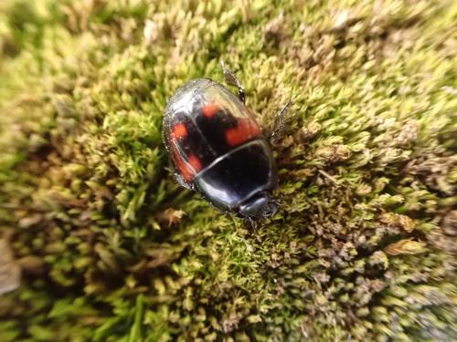 Réf. 344 216 : Hister quadrimaculatus